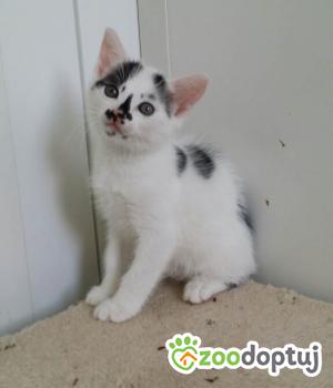 Do adopcji Poznań