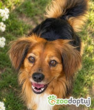 Do adopcji Wieluń