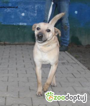 Do adopcji Nowy Dwór Mazowiecki