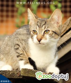 Do adopcji Rzeszów
