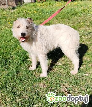 Do adopcji Zgierz
