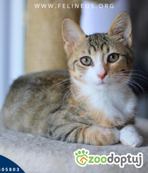 Do adopcji Rzeszów
