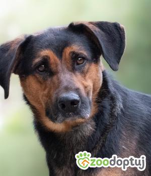 Do adopcji Warszawa