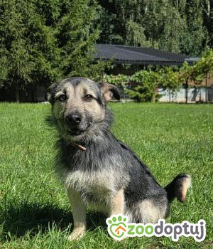 Do adopcji Zgierz