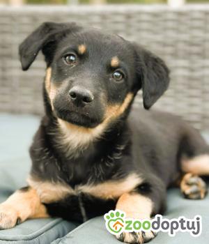 Do adopcji Kłobuck