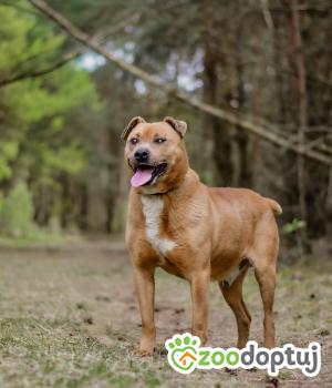 Do adopcji Radom