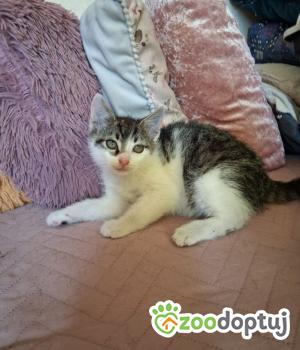 Do adopcji Toruń