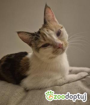 Do adopcji Międzyrzecz