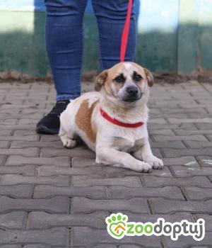 Do adopcji Nowy Dwór Mazowiecki