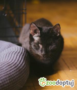 Do adopcji Warszawa