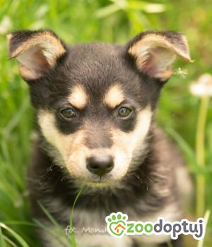 Do adopcji Myślenice