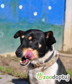 Do adopcji Nowy Dwór Mazowiecki