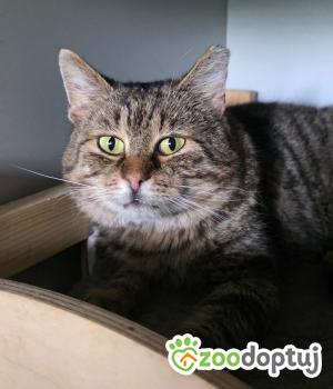 Do adopcji Cieszyn