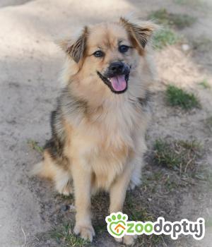 Do adopcji Mielec