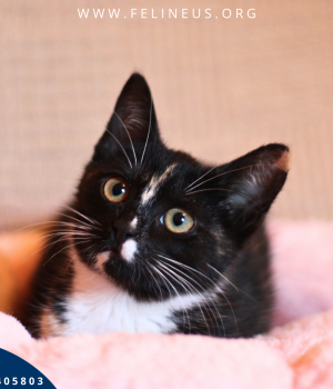 Do adopcji Rzeszów