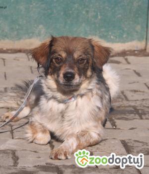 Do adopcji Nowy Dwór Mazowiecki