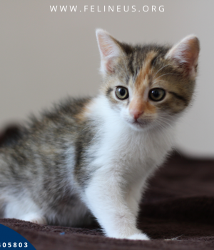 Do adopcji Rzeszów