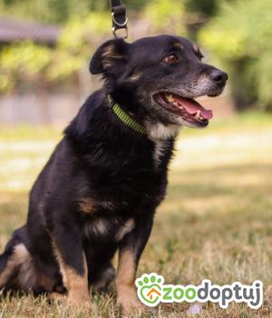 Do adopcji Zgierz