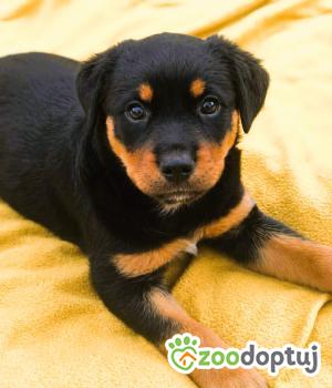 Do adopcji Kłobuck