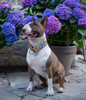 Do adopcji Brzeg