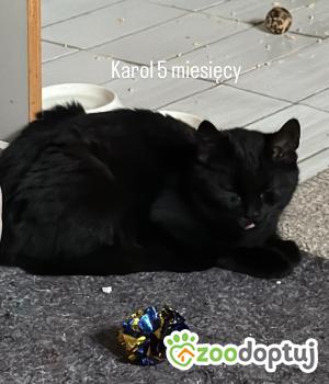 Do adopcji Warszawa