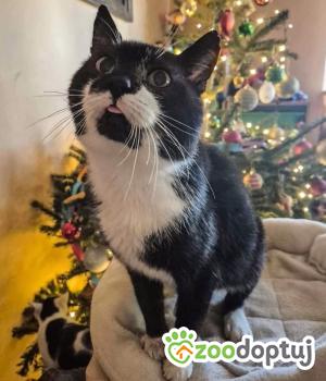Do adopcji Wrocław