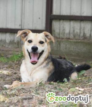 Do adopcji Warszawa