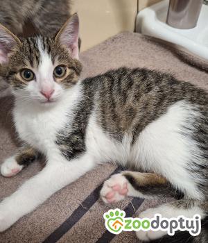 Do adopcji Cieszyn