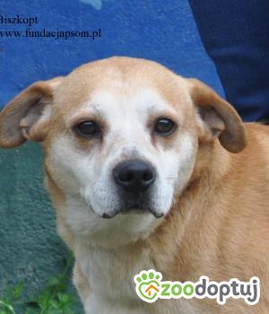 Do adopcji Nowy Dwór Mazowiecki