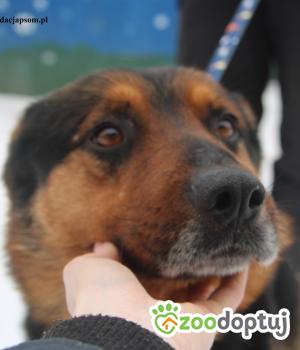 Do adopcji Nowy Dwór Mazowiecki