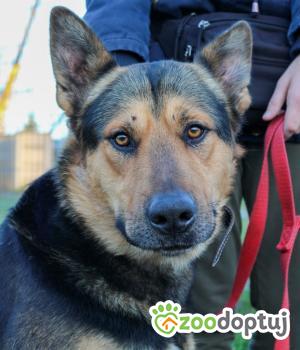 Do adopcji Września