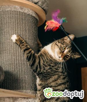 Do adopcji Wałbrzych