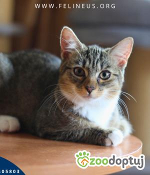 Do adopcji Rzeszów