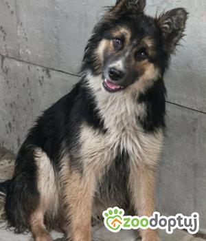 Do adopcji Zgierz