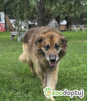 Do adopcji Zgierz