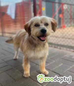 Do adopcji Warszawa