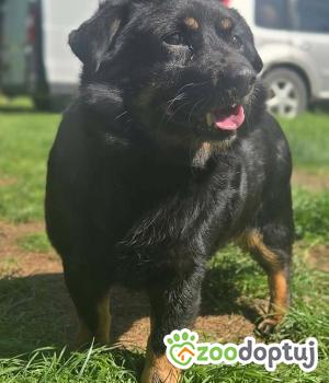 Do adopcji Zgierz