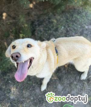 Do adopcji Warszawa