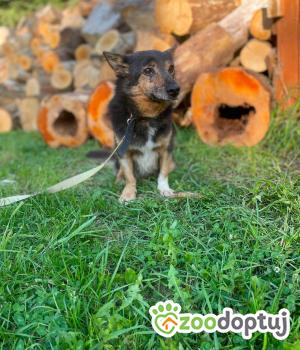 Do adopcji Zgierz