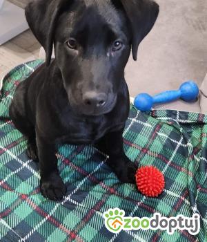 Do adopcji Nowy Tomyśl