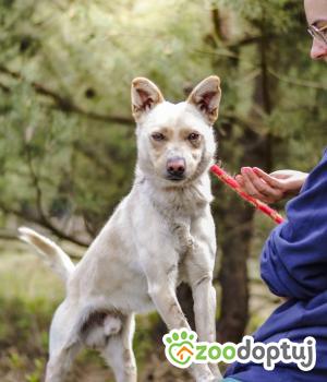 Do adopcji Radom