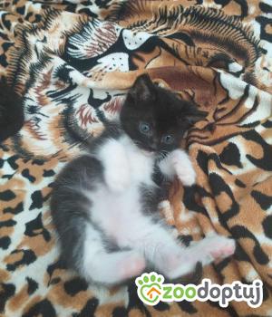 Do adopcji Zgierz