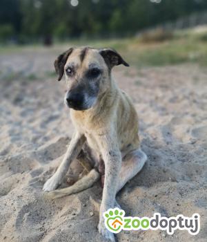 Do adopcji Łódź