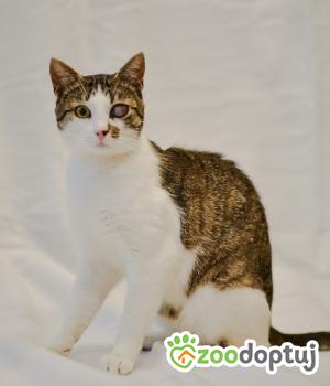 Do adopcji Mielec