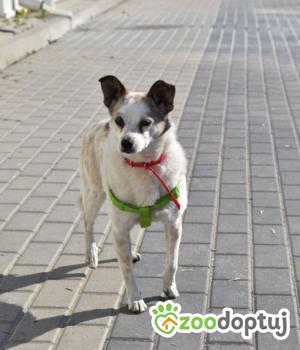 Do adopcji Mielec