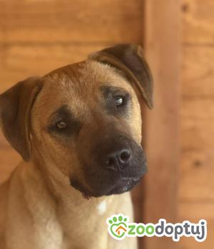 Do adopcji Zgierz