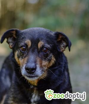 Do adopcji Białobrzegi