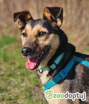 Do adopcji Stalowa Wola