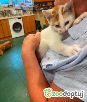 Do adopcji Zgierz
