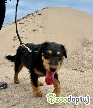 Do adopcji Mielec